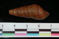 藏品(川蜷)的圖片